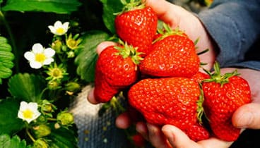 果実の里 原田農園