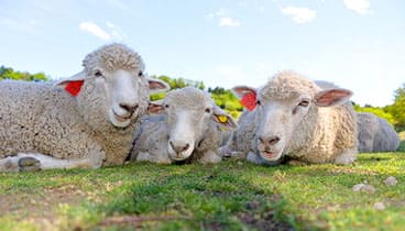 伊香保グリーン牧場