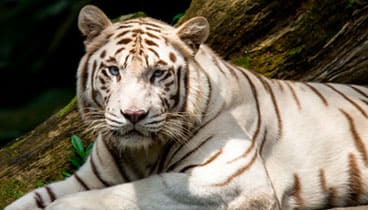 群馬サファリパーク