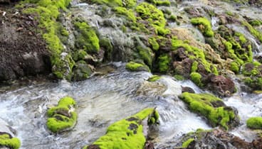 チャツボミゴケ公園